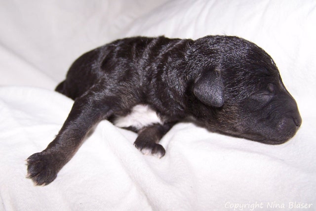 Ruede - Male 12012008 (9).jpg